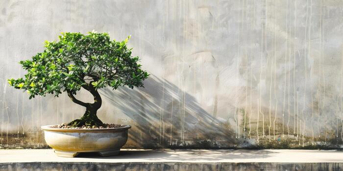 Bonsai Tree